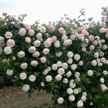 Fond crème-blanc avec des nuances jaune pâle et rose aérien; en pleine floraison, il s'éclaircit pour devenir presque blanc neige. - rosier grimpant, rosier rampant - rose très faiblement parfumée, à peine perceptible - à l'arôme doux, miellé