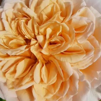 Commande de roses en ligne - crème - rose très faiblement parfumée, à peine perceptible - Evechanti - rosier grimpant, rosier rampant - (220-340 cm)