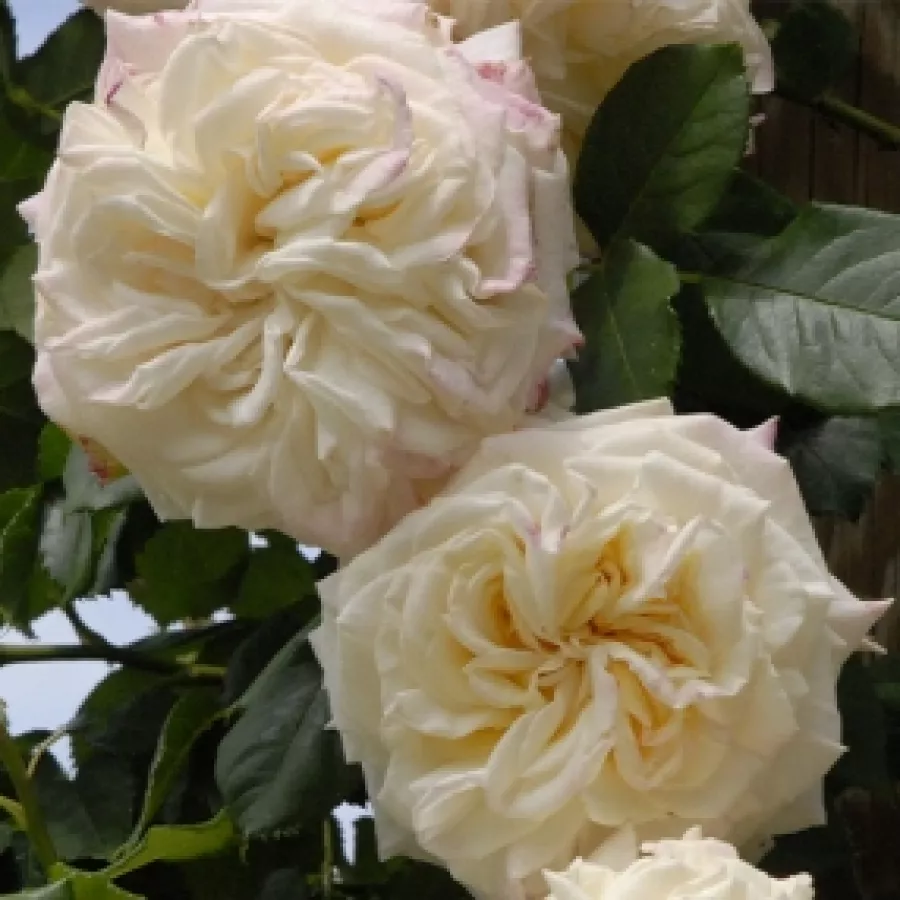 Róża o dyskretnym zapachu - Róża - Evechanti - sadzonki róż sklep internetowy - online