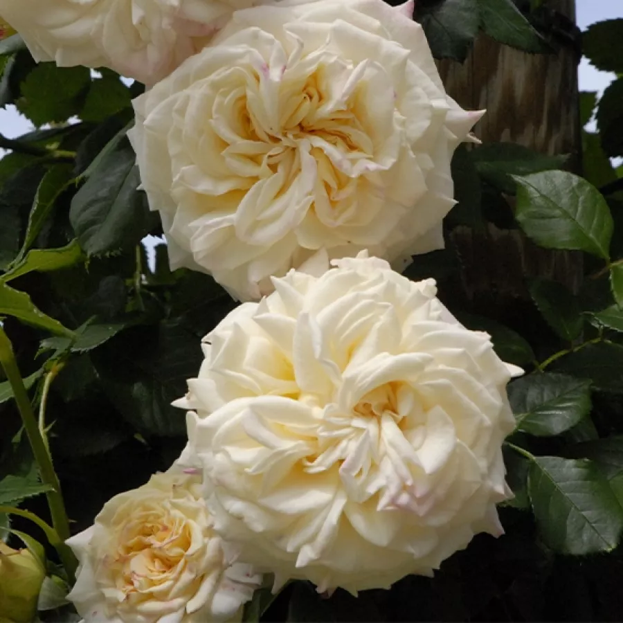 Climber, róża pnąca - Róża - Evechanti - róże sklep internetowy