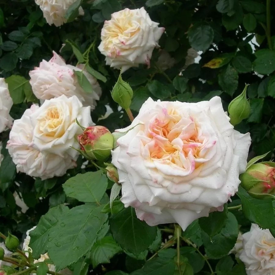 U kiticama - Ruža - Evechanti - sadnice ruža - proizvodnja i prodaja sadnica
