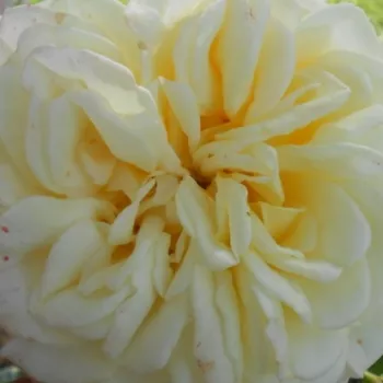 Online rózsa kertészet - sárga - climber, futó rózsa - diszkrét illatú rózsa - Evechanti - (250-300 cm)