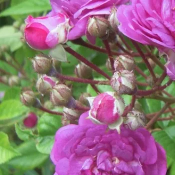 ROSE-MARIE VIAUD – lila rambler kúszó rózsa - Igoult