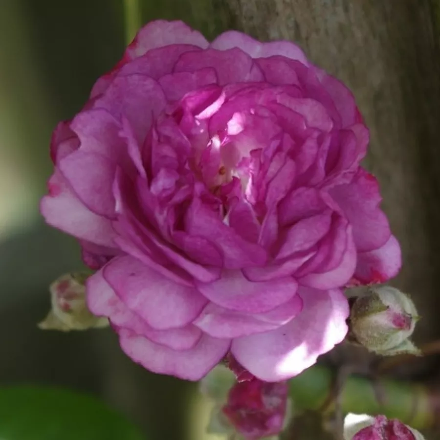Różowy - Róża - Rose-Marie Viaud - róże sklep internetowy