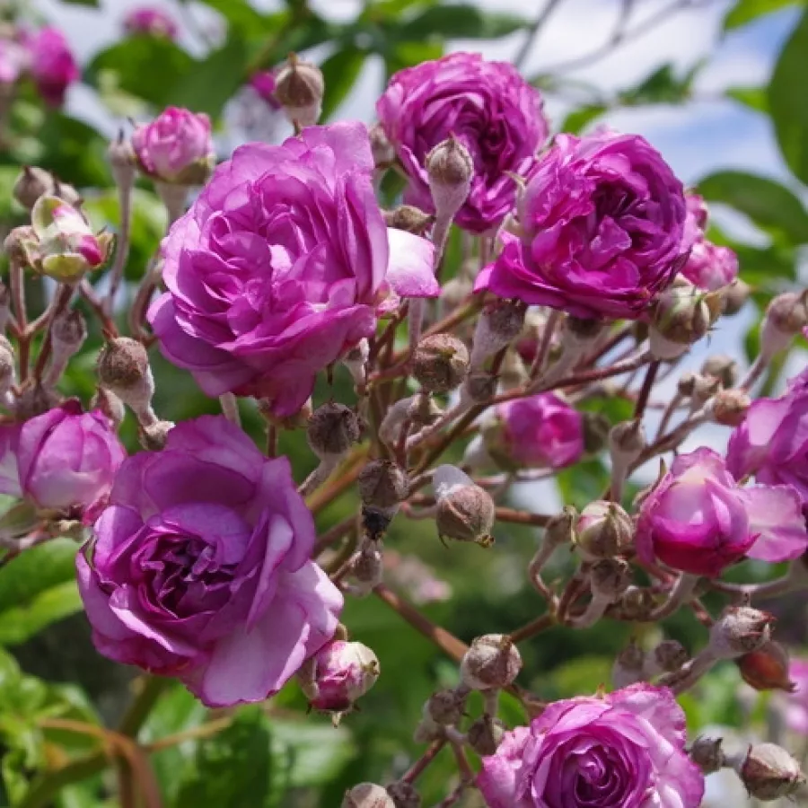 Rambler, róża pnąca - Róża - Rose-Marie Viaud - sadzonki róż sklep internetowy - online