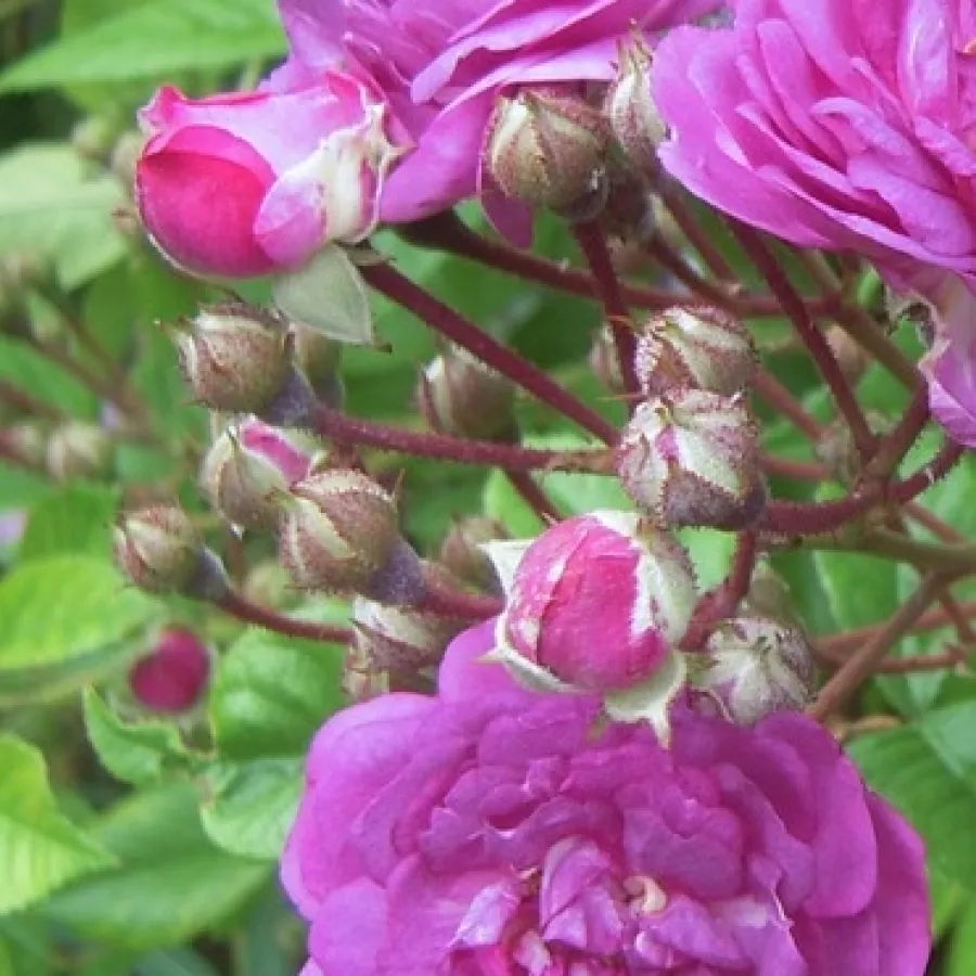 šaličast - Ruža - Rose-Marie Viaud - sadnice ruža - proizvodnja i prodaja sadnica