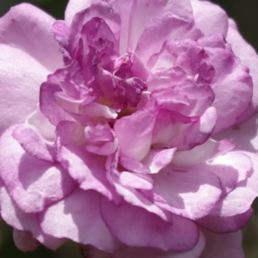 - - Róża - Rose-Marie Viaud - róże sklep internetowy