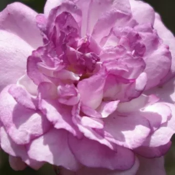 Rózsa kertészet - rózsaszín - rambler, kúszó rózsa - diszkrét illatú rózsa - Rose-Marie Viaud - (350-450 cm)