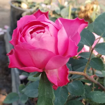SYLVIE VARTAN – élénk rózsaszín virágágyi floribunda rózsa - Eve