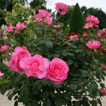 Erőteljes, telített rózsaszín tónus, mely a megvilágítástól függően enyhén mélyül. - virágágyi floribunda rózsa - nagyon gyenge, alig érezhető illatú rózsa - enyhén gyümölcsös karakterű
