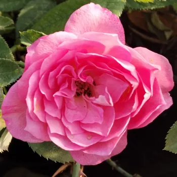 Rózsa kertészet - élénk rózsaszín - nagyon gyenge, alig érezhető illatú rózsa - Sylvie Vartan - virágágyi floribunda rózsa - (75-105 cm)