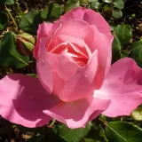 Ruža floribunda za gredice - ruža diskretnog mirisa - - - sadnice ruža - proizvodnja i prodaja sadnica - Rosa Sylvie Vartan - ružičasta