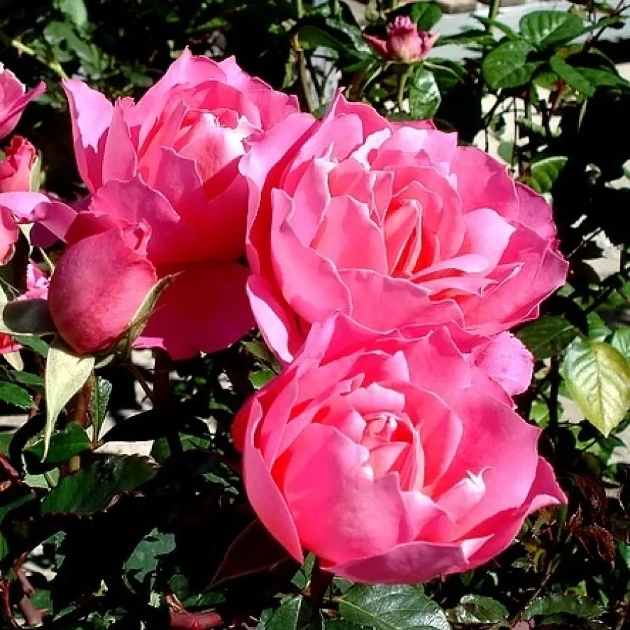 Vrtnica floribunda za cvetlično gredo - Roza - Sylvie Vartan - vrtnice online