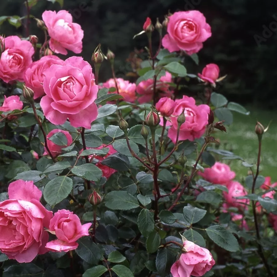Filiżankowy - Róża - Sylvie Vartan - sadzonki róż sklep internetowy - online