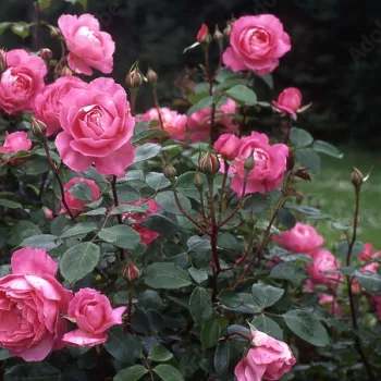 Rosa Sylvie Vartan - rózsaszín - virágágyi floribunda rózsa