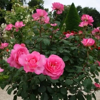 Rosa - beetrose floribundarose - rose mit diskretem duft - mangoaroma