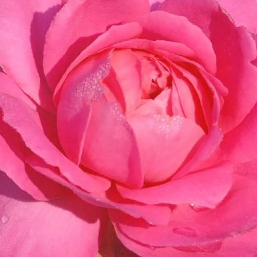 André Eve - Róża - Sylvie Vartan - sadzonki róż sklep internetowy - online