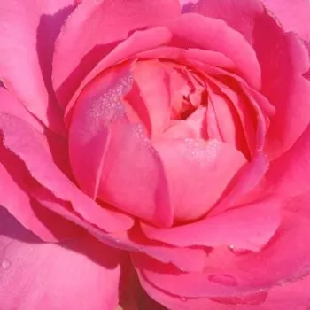 Rosen-webshop - rózsaszín - virágágyi floribunda rózsa - diszkrét illatú rózsa - Sylvie Vartan - (60-80 cm)