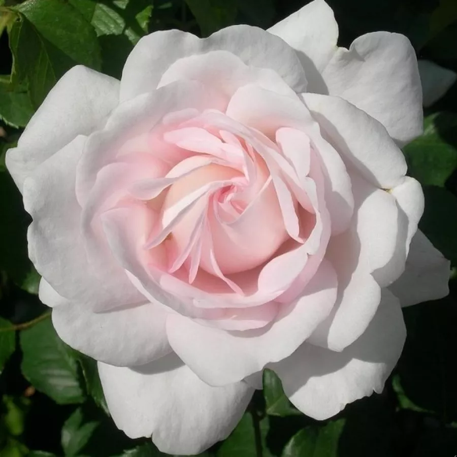 Róża o intensywnym zapachu - Róża - Evevic - sadzonki róż sklep internetowy - online