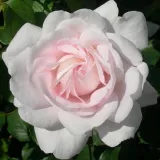 Nostalgična vrtnica - intenziven vonj vrtnice - aroma damaščanke - vrtnice online - Rosa Evevic - roza