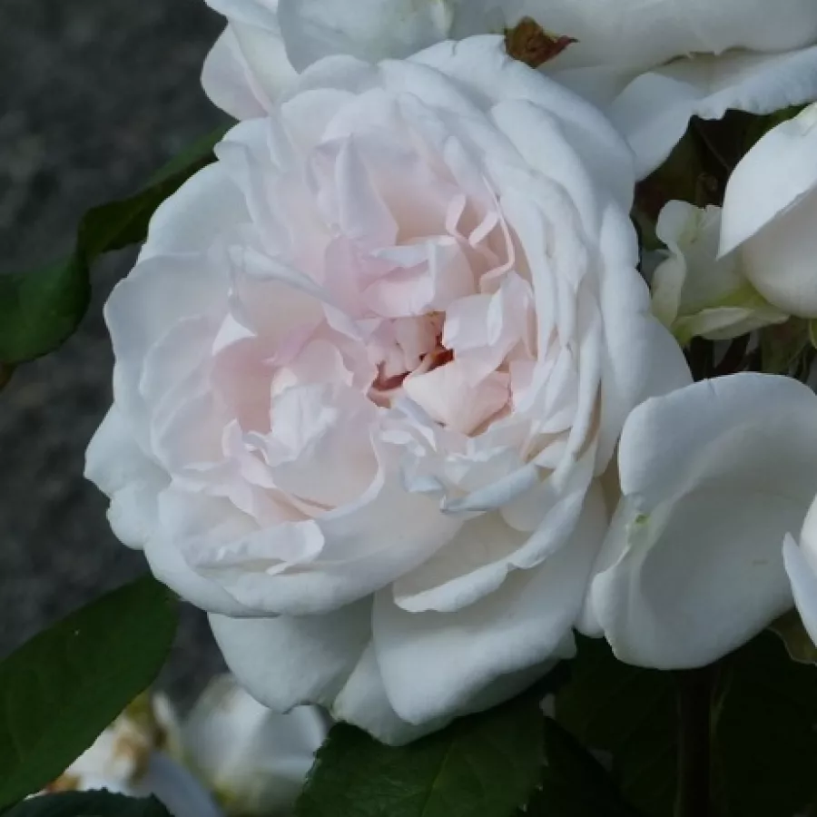 Nostalgična vrtnica - Roza - Evevic - vrtnice online