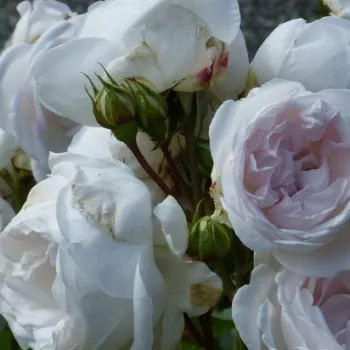 Rosa Evevic - roza - nostalgična vrtnica