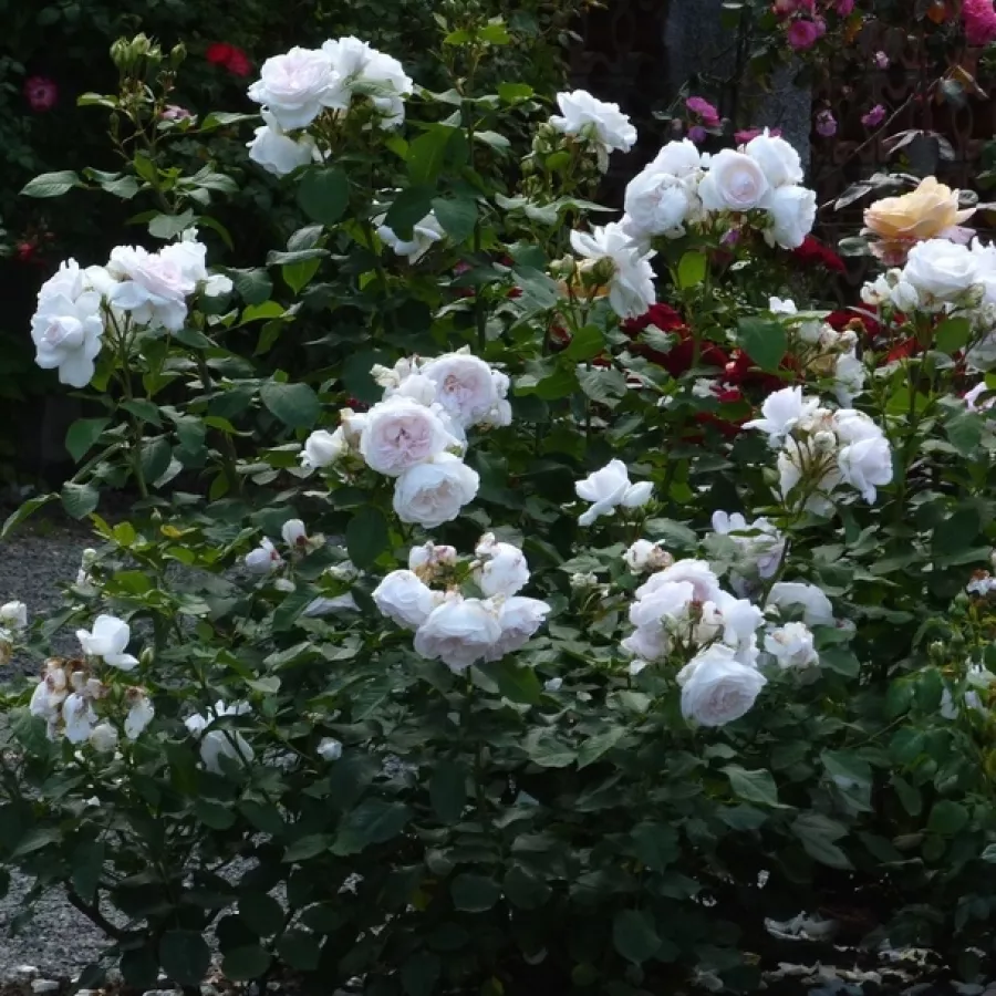 Tömvetelt virágú - Rózsa - Evevic - online rózsa vásárlás