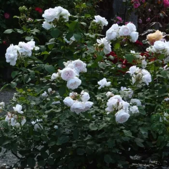 Világos rózsaszín - nosztalgia rózsa - intenzív illatú rózsa - -