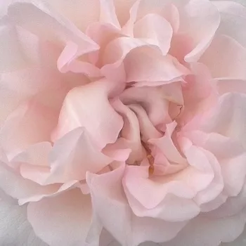 Rózsák webáruháza. - nosztalgia rózsa - intenzív illatú rózsa - Evevic - rózsaszín - (60-90 cm)