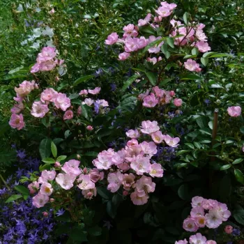 Helles Marzipanrosa, das an der Basis der Blütenblätter noch blasser ist. - parkrose - duftlose rose - kein wahrnehmbarer duft