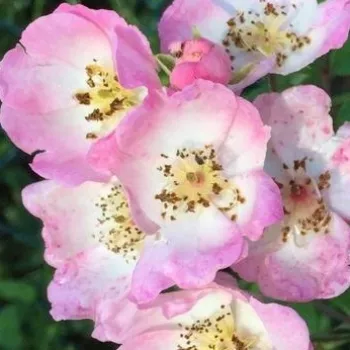 Rosen Online Gärtnerei - hellrosa - duftlose rose - Alden Biesen - parkrose - (120-190 cm)