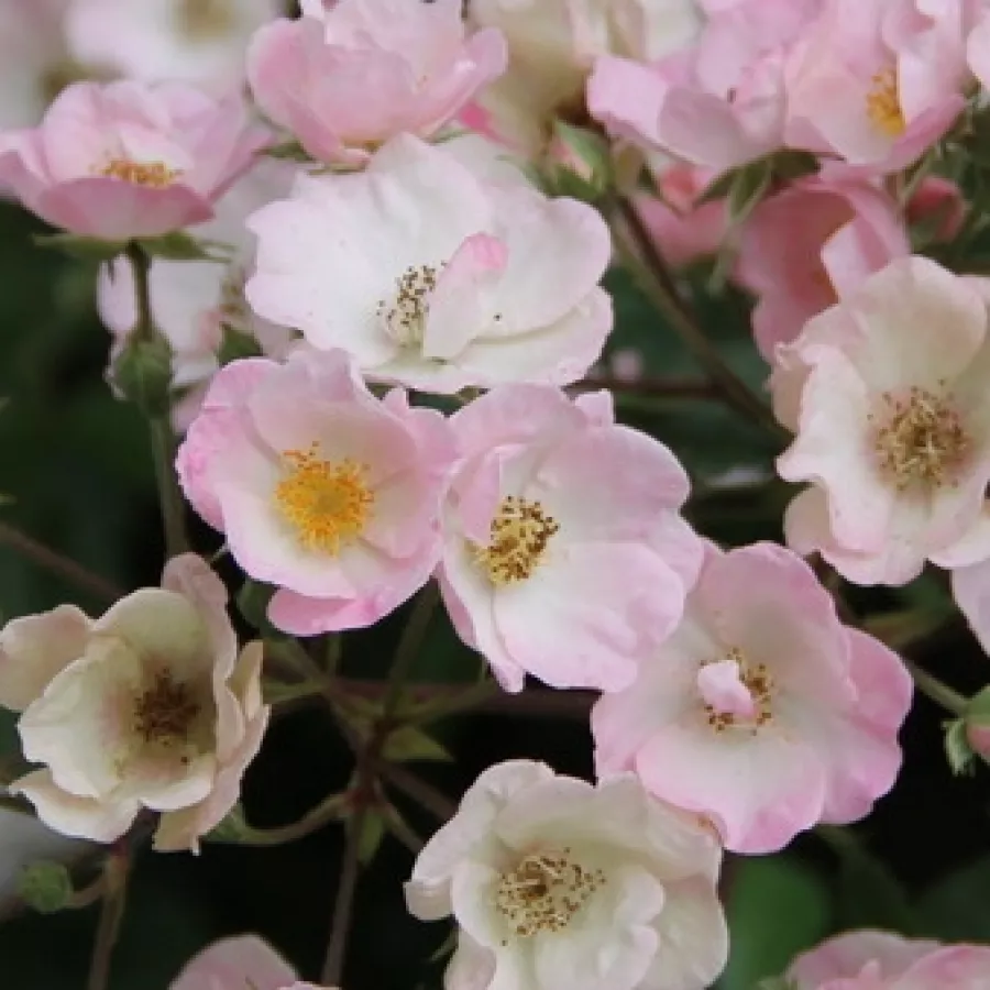 Parkrózsa - Rózsa - Alden Biesen - online rózsa vásárlás