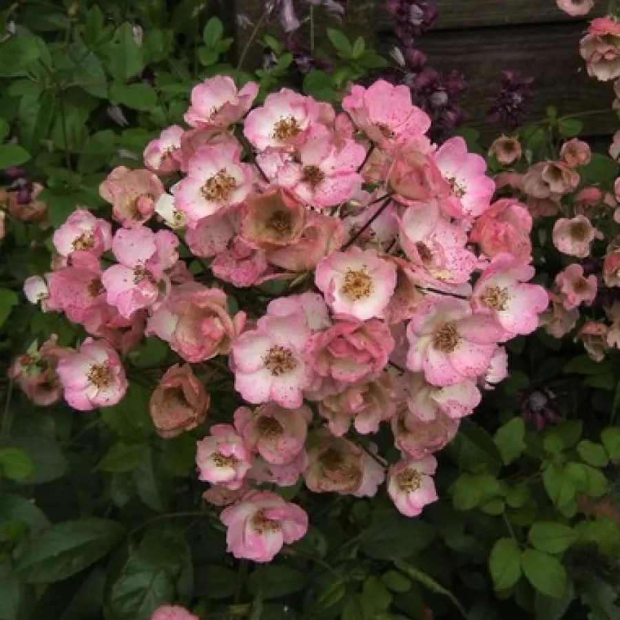 Rosales arbustivos - Rosa - Alden Biesen - comprar rosales online