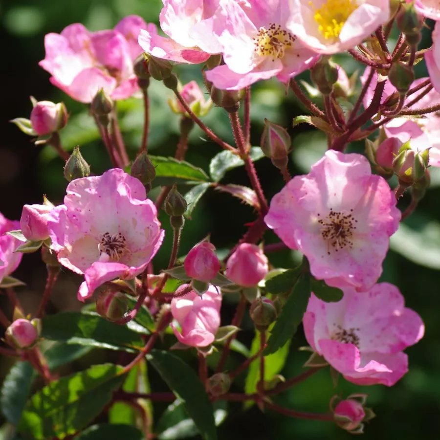 Płaski - Róża - Alden Biesen - sadzonki róż sklep internetowy - online