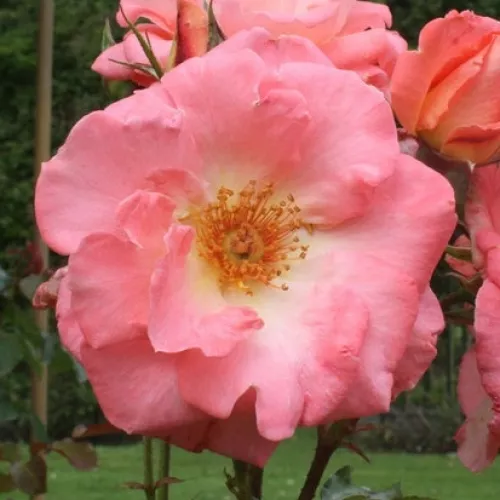 Dame de Montsoreau