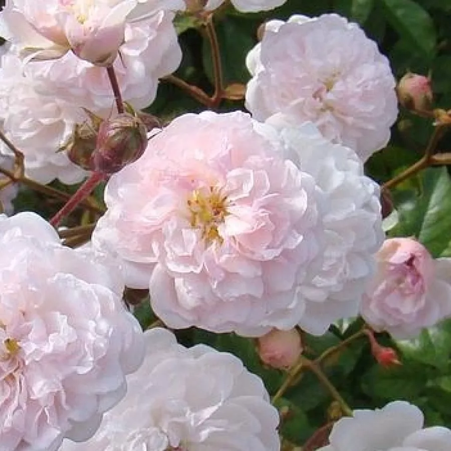 Vrtnica brez vonja - Roza - Annelies - vrtnice online