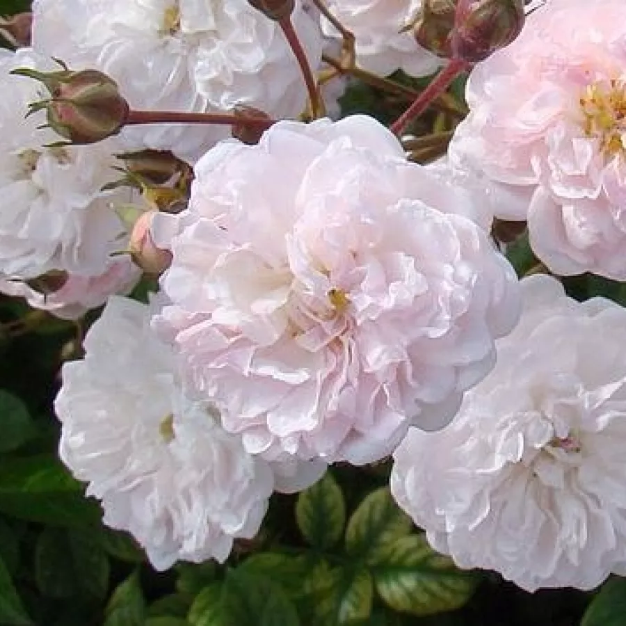 Parkrózsa - Rózsa - Annelies - kertészeti webáruház