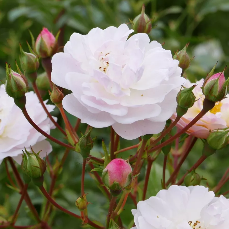 Rózsaszín - Rózsa - Annelies - online rózsa vásárlás