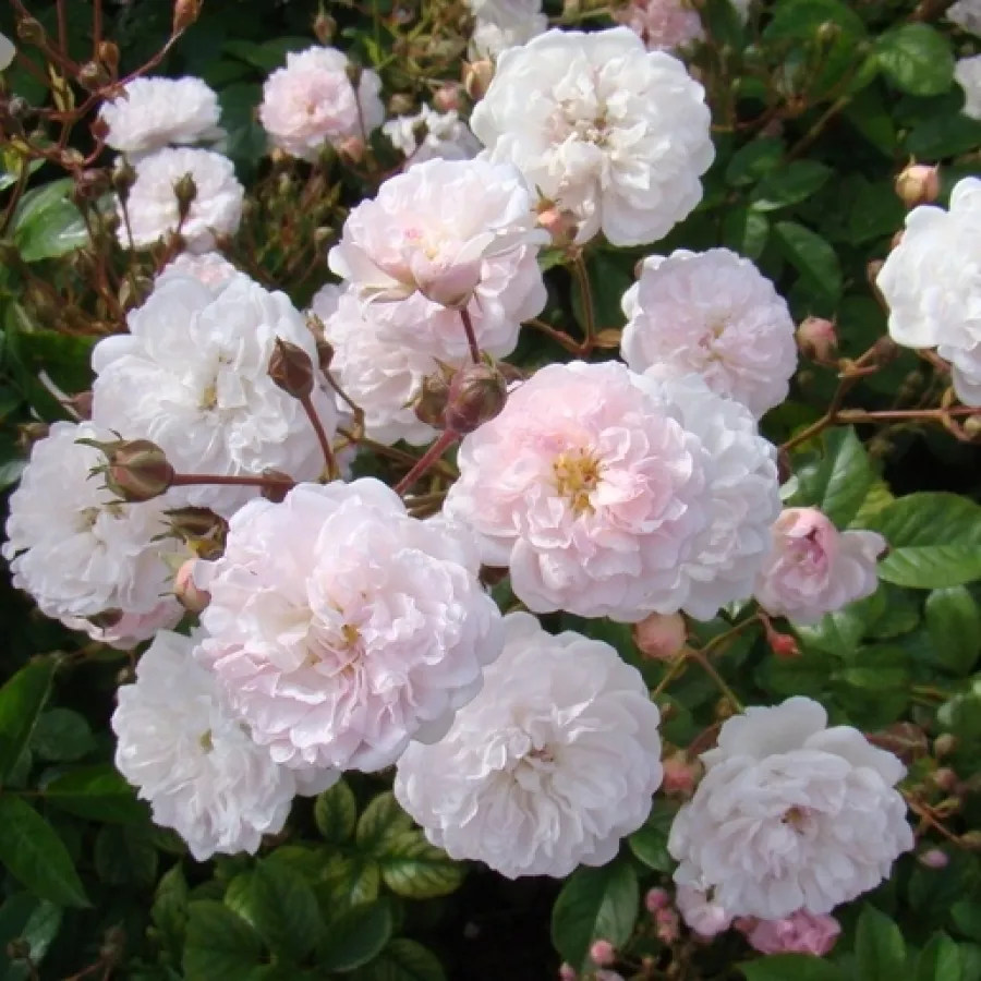 Tömvetelt virágú - Rózsa - Annelies - online rózsa vásárlás