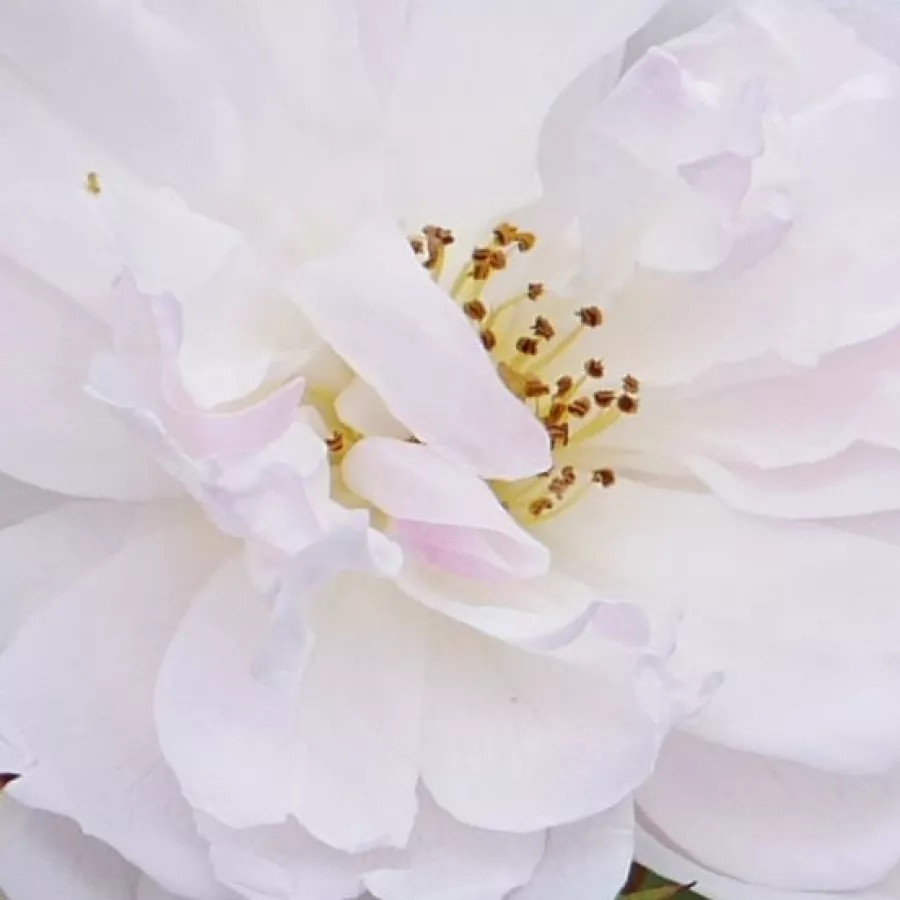 Rozettás - Rózsa - Annelies - online rózsa vásárlás