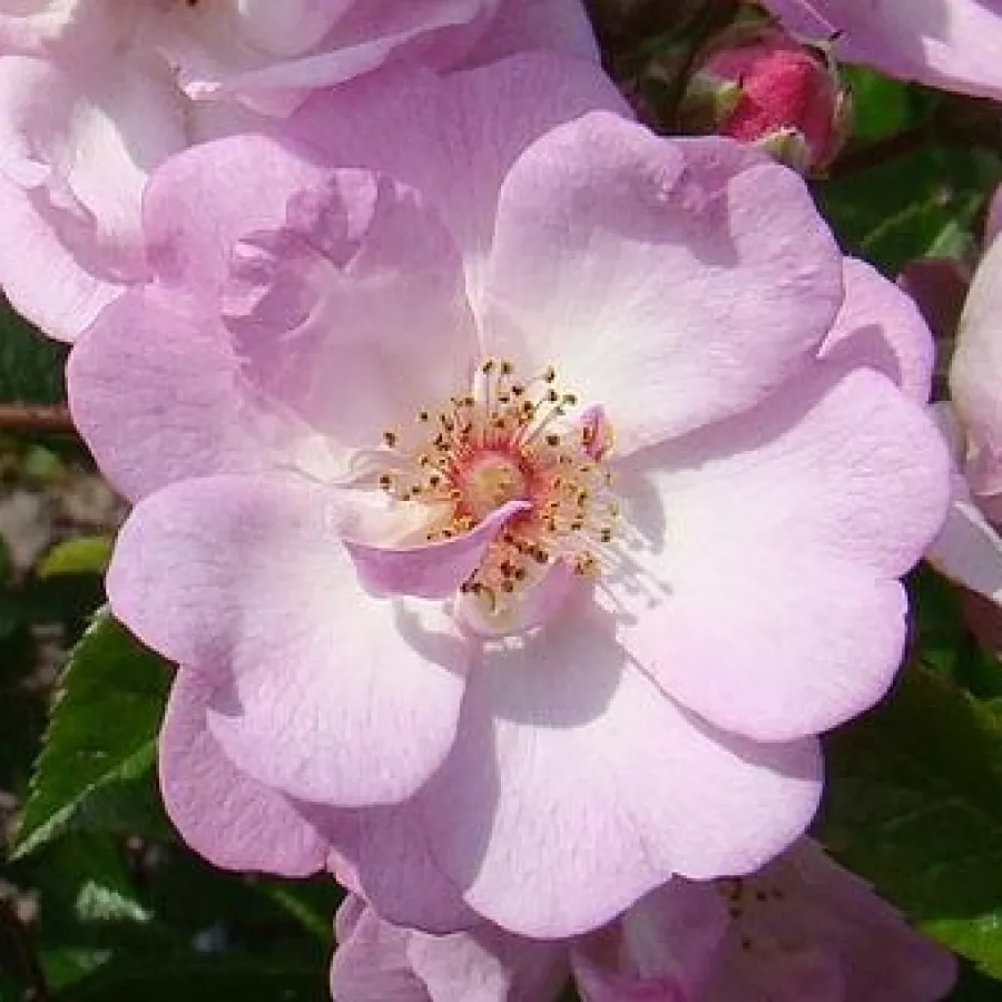 Róża o dyskretnym zapachu - Róża - Gaard um Titzebierg - sadzonki róż sklep internetowy - online