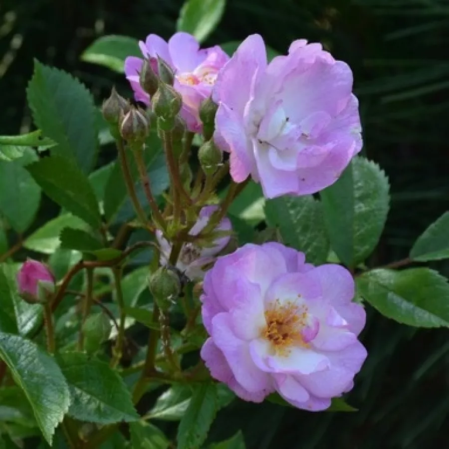 Róża o dyskretnym zapachu - Róża - Gaard um Titzebierg - róże sklep internetowy