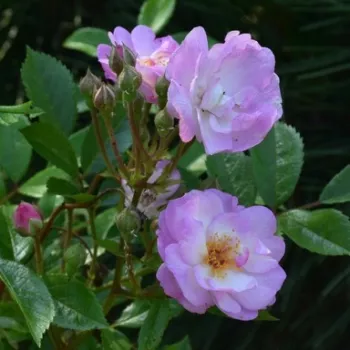 Rosa Gaard um Titzebierg - rózsaszín - parkrózsa
