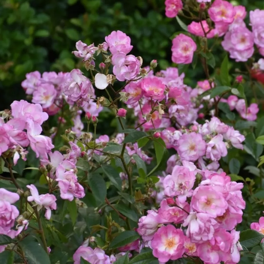 Félig telt virágú - Rózsa - Gaard um Titzebierg - online rózsa vásárlás