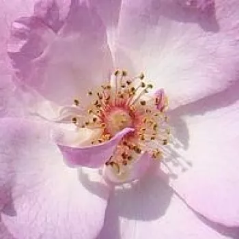 Rózsa rendelés online - rózsaszín - parkrózsa - diszkrét illatú rózsa - Gaard um Titzebierg - (120-140 cm)