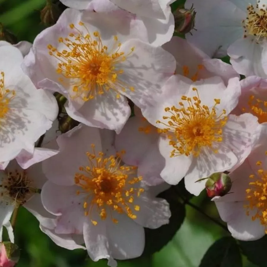 Intenzív illatú rózsa - Rózsa - Lenadbial - kertészeti webáruház