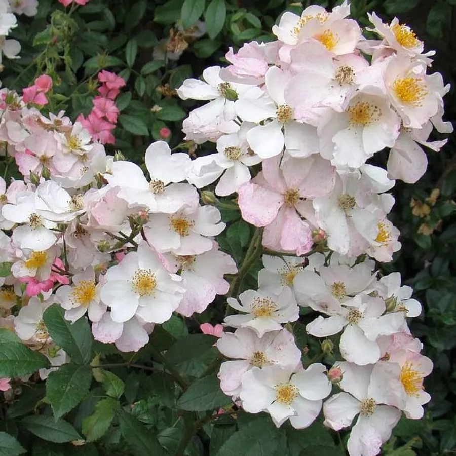 Parkovna vrtnica - Roza - Lenadbial - vrtnice - proizvodnja in spletna prodaja sadik
