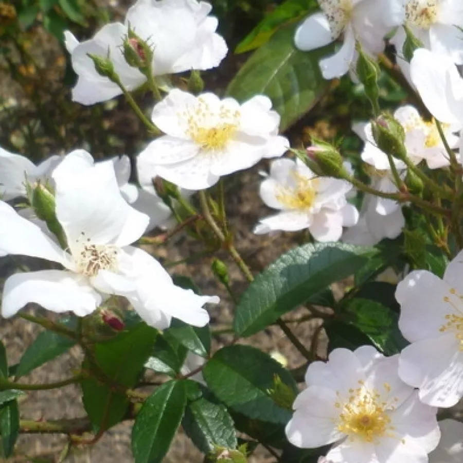 Fehér - Rózsa - Lenadbial - online rózsa vásárlás