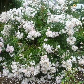 Fehér - rózsaszín árnyalat - parkrózsa - intenzív illatú rózsa - -