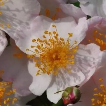 Online rózsa vásárlás - fehér - parkrózsa - intenzív illatú rózsa - Lenadbial - (90-120 cm)